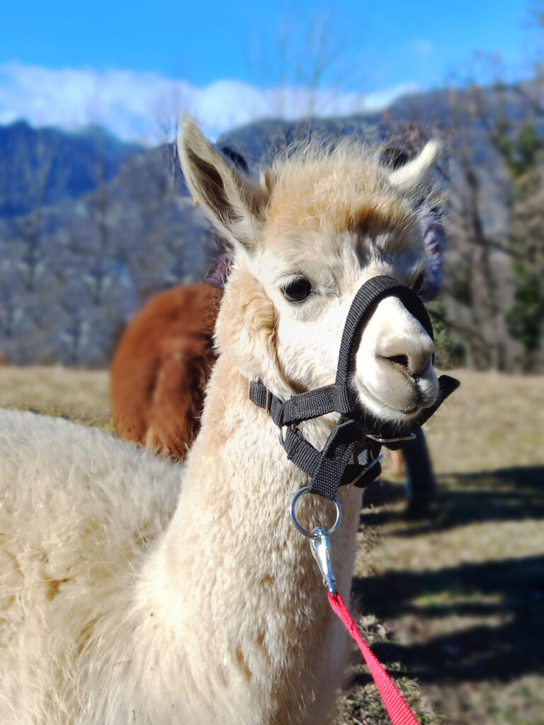 Alpaca Sapé