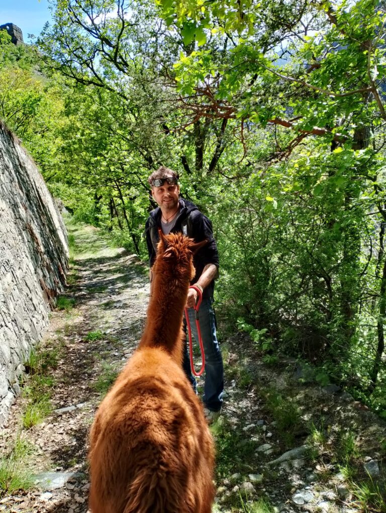 Alpaca Sapé