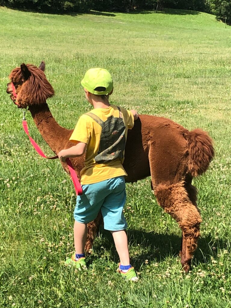 Alpaca Sapé