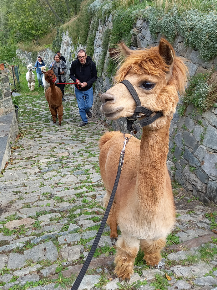 Alpaca Sapé