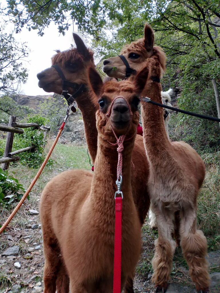 passeggiata alpaca Valle'aosta